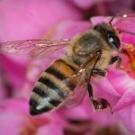 Plantas que afastam abelhas do quintal: descubra os mitos e verdades desse assunto agora mesmo - Reprodução: Canva Pro