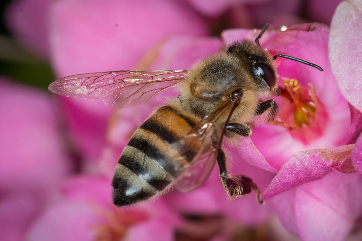Plantas que afastam abelhas do quintal: descubra os mitos e verdades desse assunto agora mesmo - Reprodução: Canva Pro