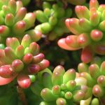 Plantas que mudam de cor (reprodução Canva Pro)