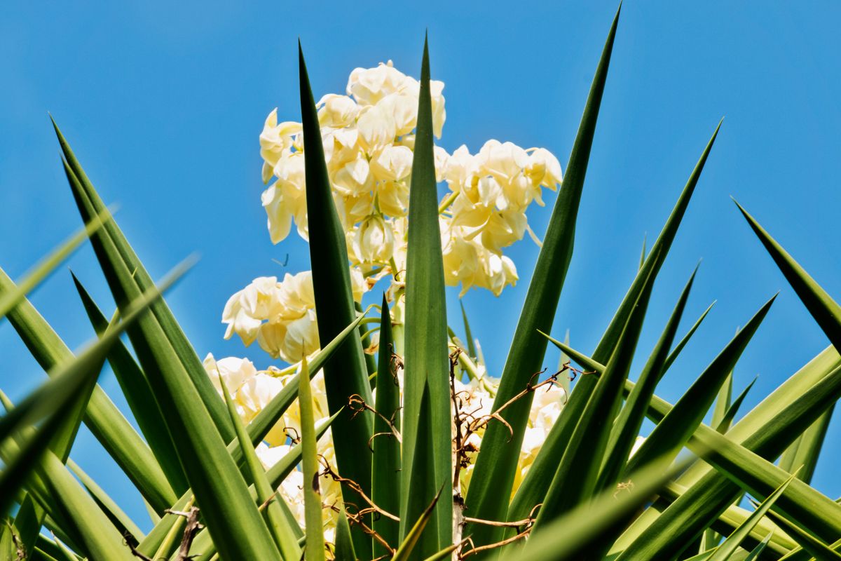 Saiba tudo que precisa para ter a yucca no jardim de sua casa; do plantio aos cuidados essenciais - Reprodução: Canva Pro 