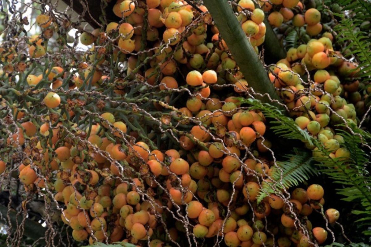 Como usar o butiá: confira essas dicas de consumo e saiba para que a frutinha serve - Foto: Canva