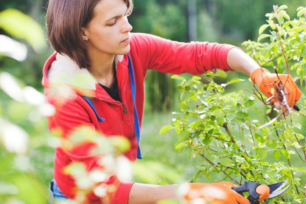 Cuidar de arbustos: além de deixá-los mais bonitos também é importante alguns cuidados para o crescimento saudável - Reprodução Canva