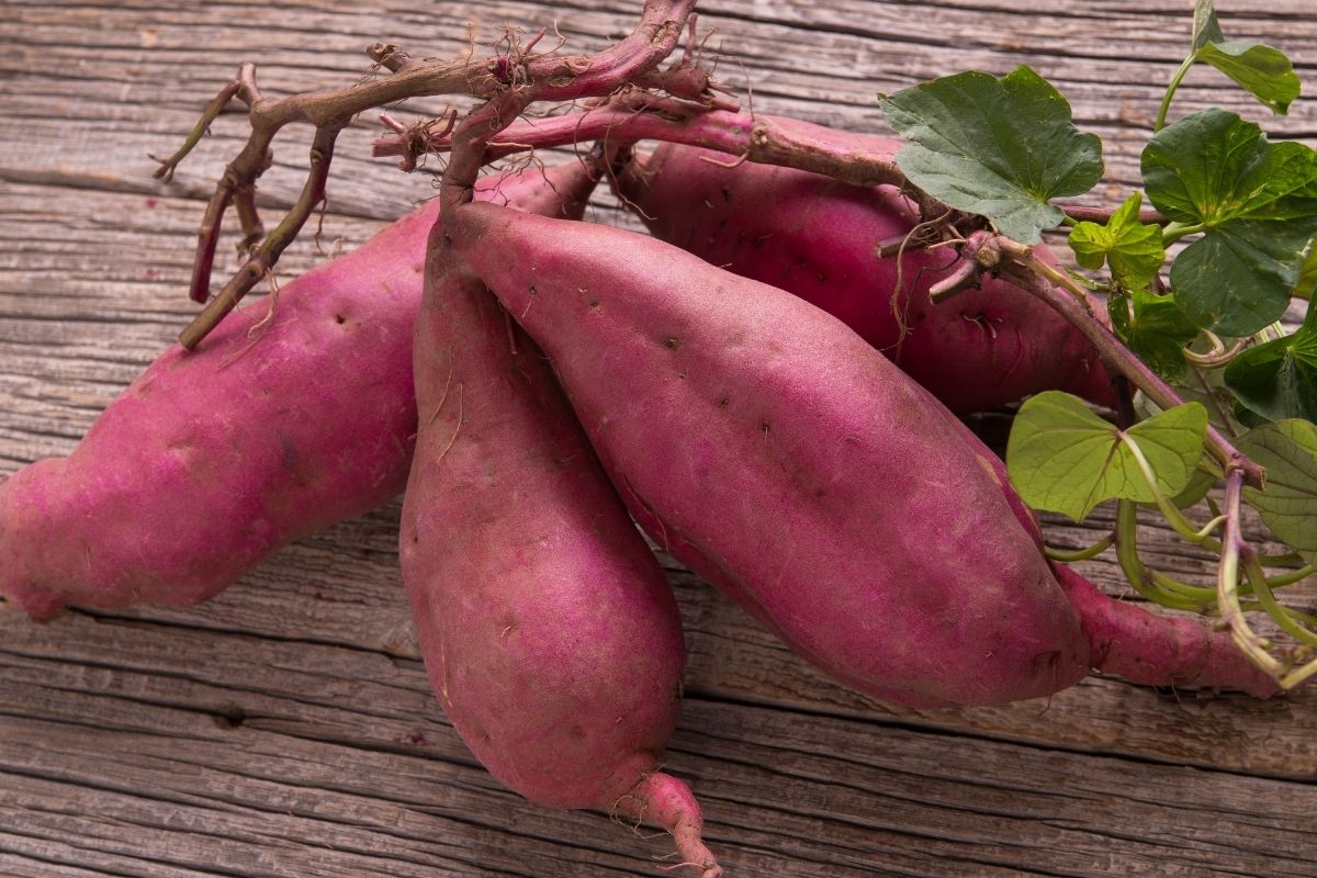 5 benefícios da batata-doce que vão te proporcionar uma saúde de ferro, confira - Reprodução Canva