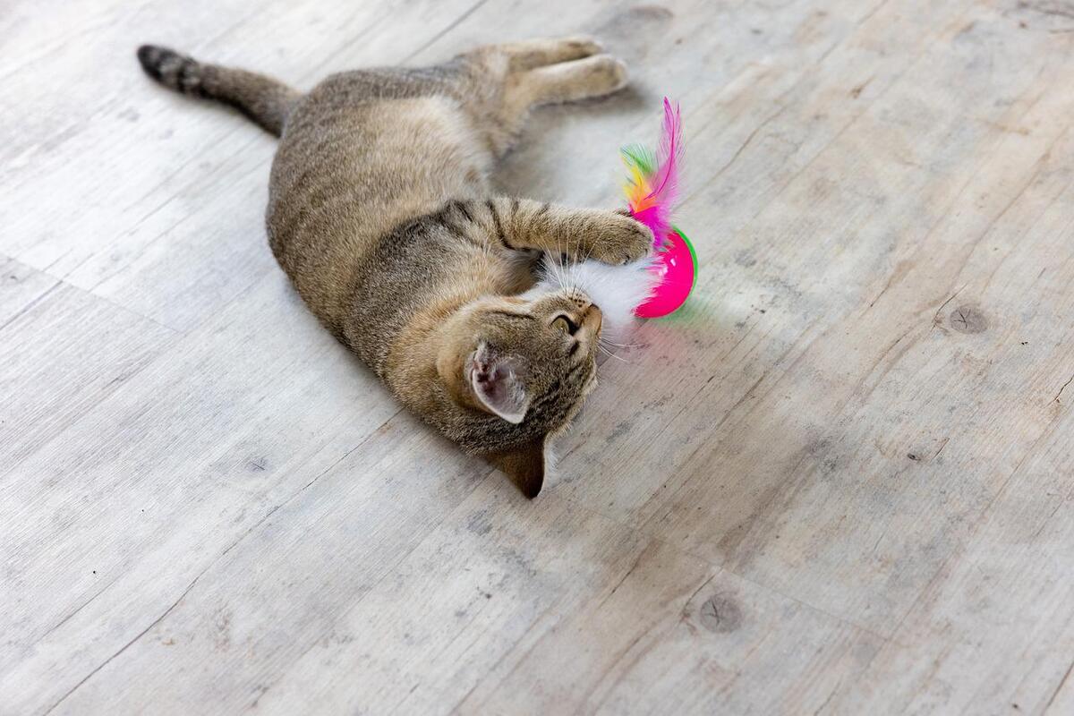 Brinquedos caseiros para gatos - Reprodução: Pixabay