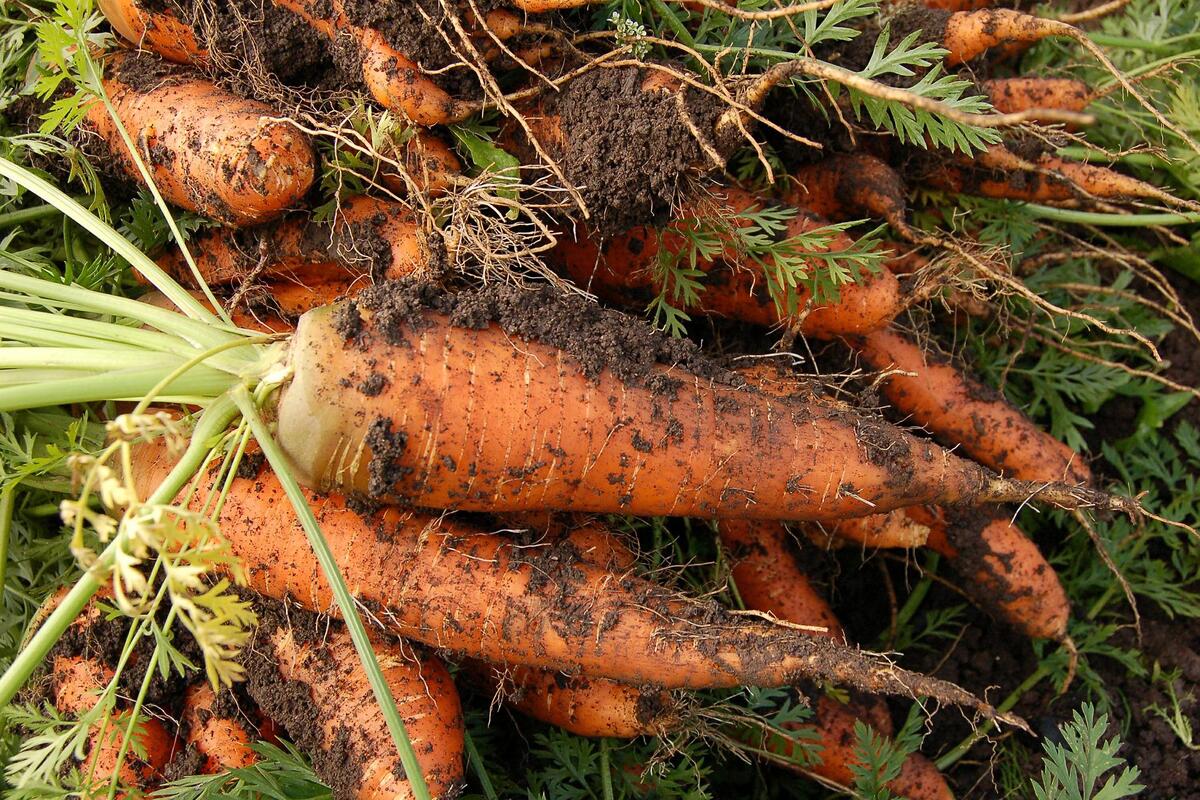 rês macetes para melhorar a plantação de cenoura sem agrotóxicos e que farão seu cultivo ficar ainda mais saudável (Reprodução: Pixabay)