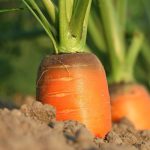 Três macetes para melhorar a plantação de cenoura sem agrotóxicos e que farão seu cultivo ficar ainda mais saudável (Reprodução: Pixabay)