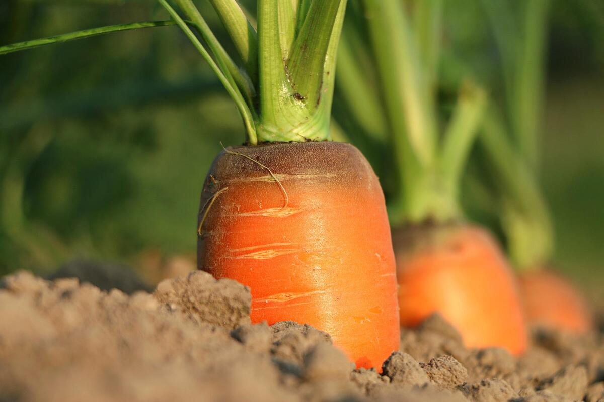 Três macetes para melhorar a plantação de cenoura sem agrotóxicos e que farão seu cultivo ficar ainda mais saudável (Reprodução: Pixabay)