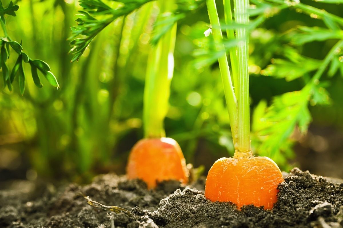 Saiba quais são os 3 maiores problemas na plantação de cenoura; aprenda a corrigi-los e manter o crescimento de sua horta - Reprodução Canva