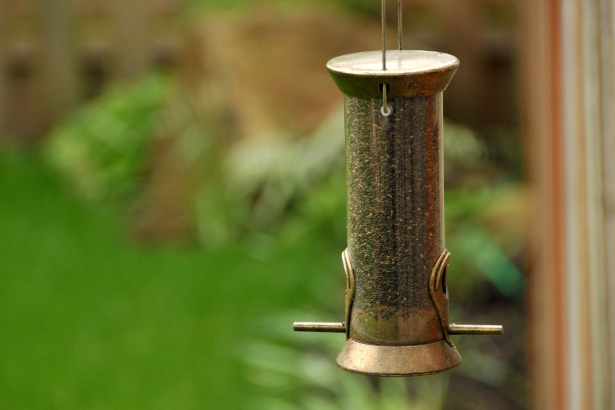 Comedouro para pássaros no quintal: confira esse passo a passo e faça você mesmo com itens recicláveis - Reprodução Canva