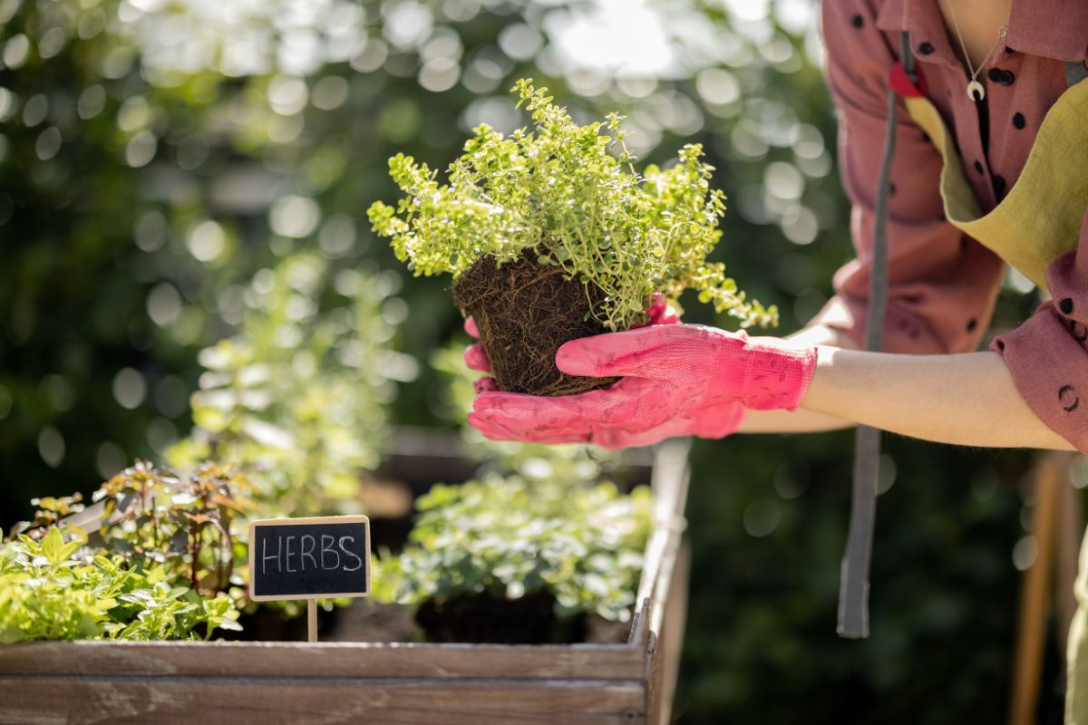 Importância de cultivar alimentos em casa: confira os benefícios de ter horta em casa! - Fonte: Canva