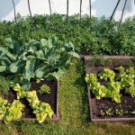 Importância de cultivar alimentos em casa: confira os benefícios de ter horta em casa! - Fonte: Canva