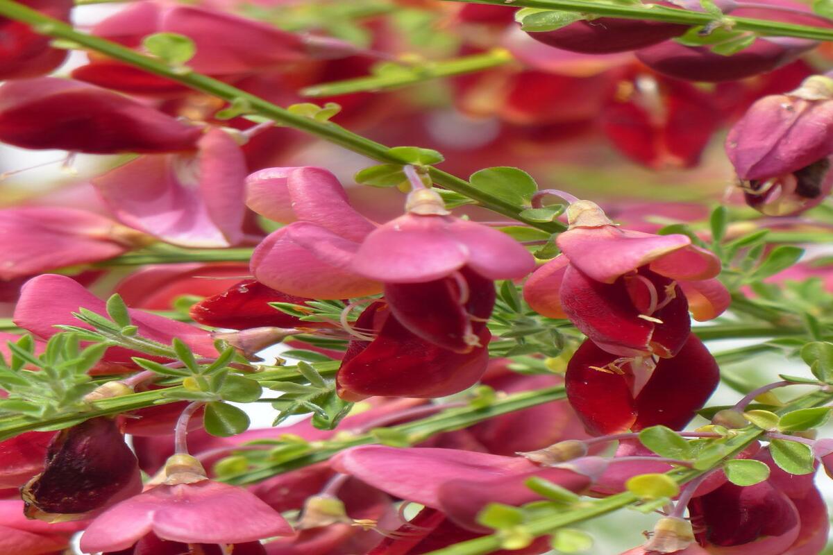 Arbusto-borboleta, uma bela opção para decorar aquele espaço vazio do quintal (Reprodução: Pixabay)