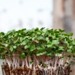 Cultivar microverdes: saiba porque você deveria investir nesse cultivo (Reprodução: Unsplash)