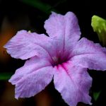 flor ruélia (Reprodução Canva Pro)