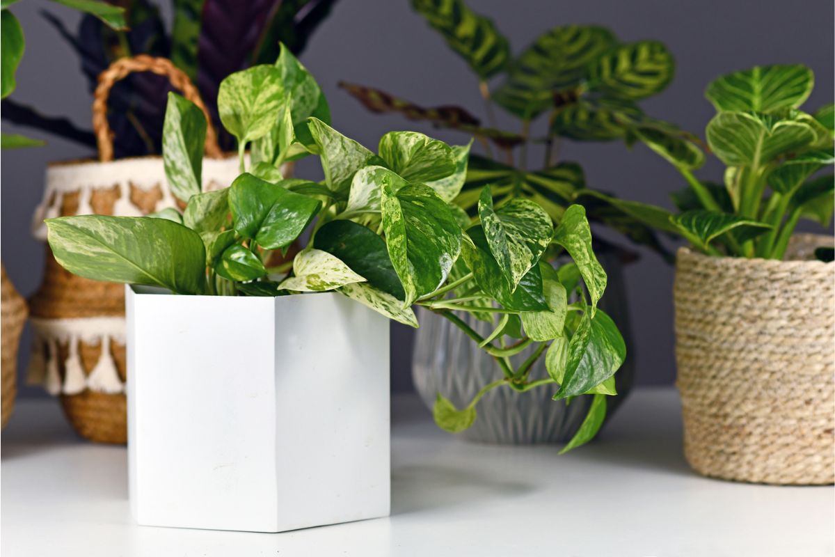 3 plantas que se destacam pelas suas folhas: deixe sua casa linda com essas plantas - Fonte: Canva