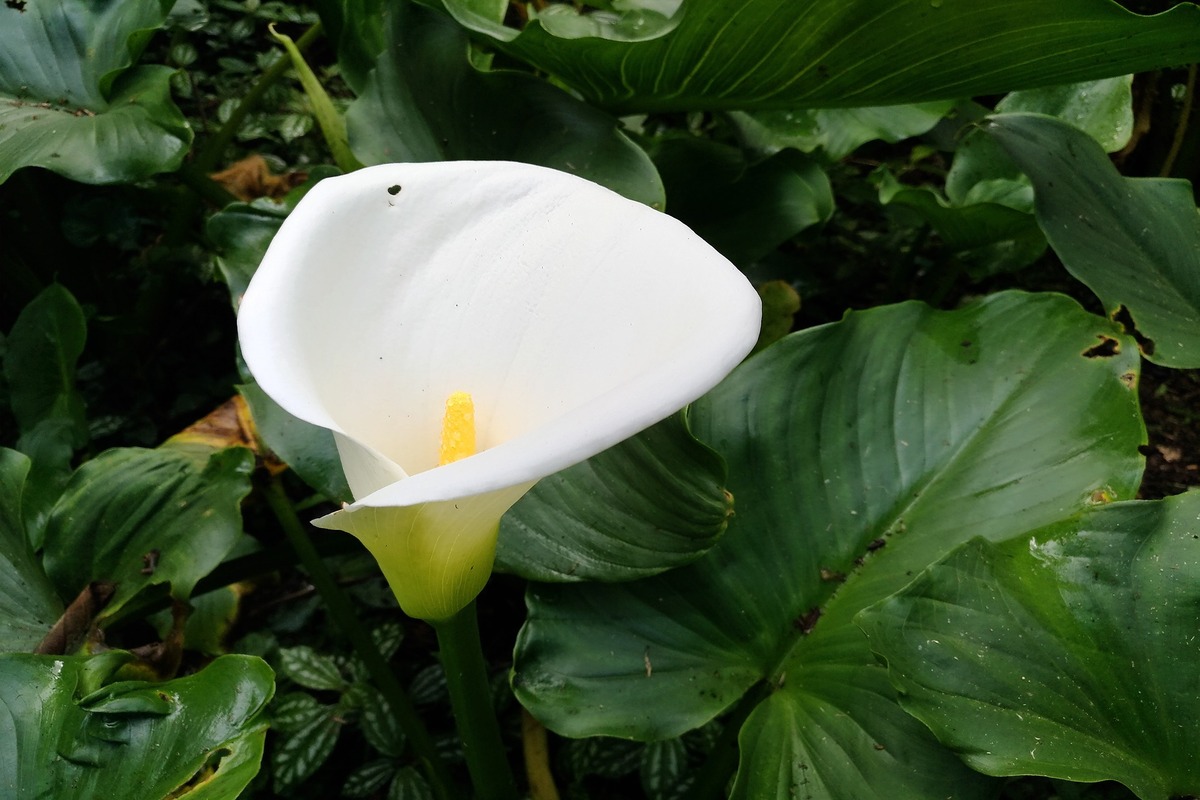 Saiba como cultivar a flor copo-de-leite no seu jardim (Reprodução: Pixabay)