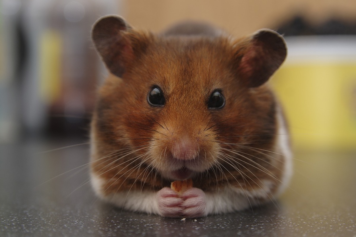 Hamster - Reprodução: Pixabay