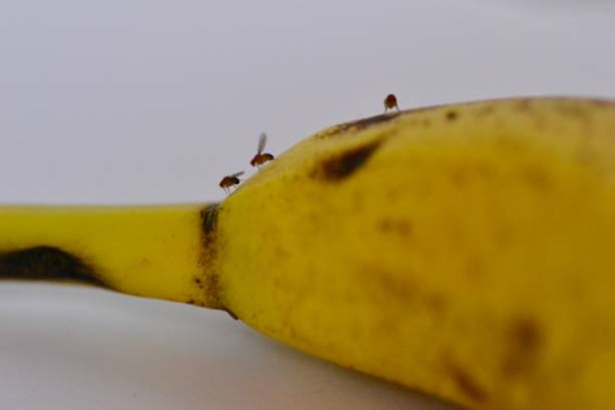 Combater a mosca da fruta (Fonte: iStock)