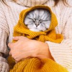 Proteger os pets no frio (Reprodução: iStock)
