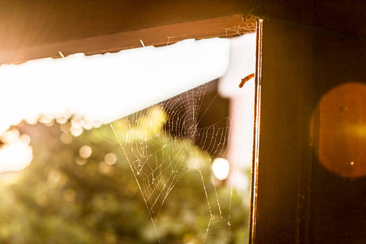 Como manter as aranhas longe (Fonte: iStock)