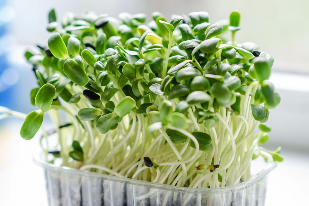 Cultivar microverdes: saiba porque você deveria investir nesse cultivo (Reprodução: Pixabay)