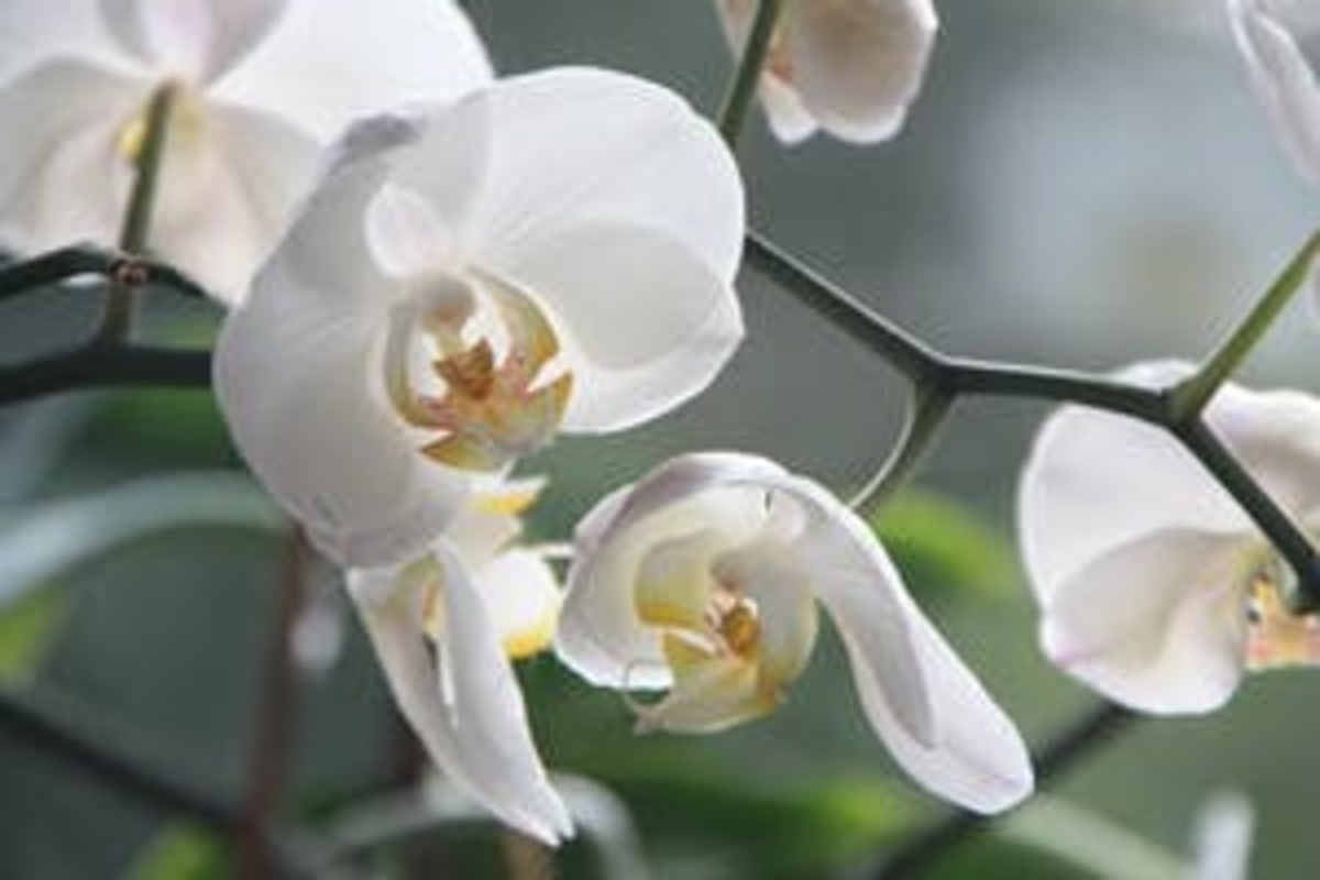Orquídeas (Fonte: Pexels)