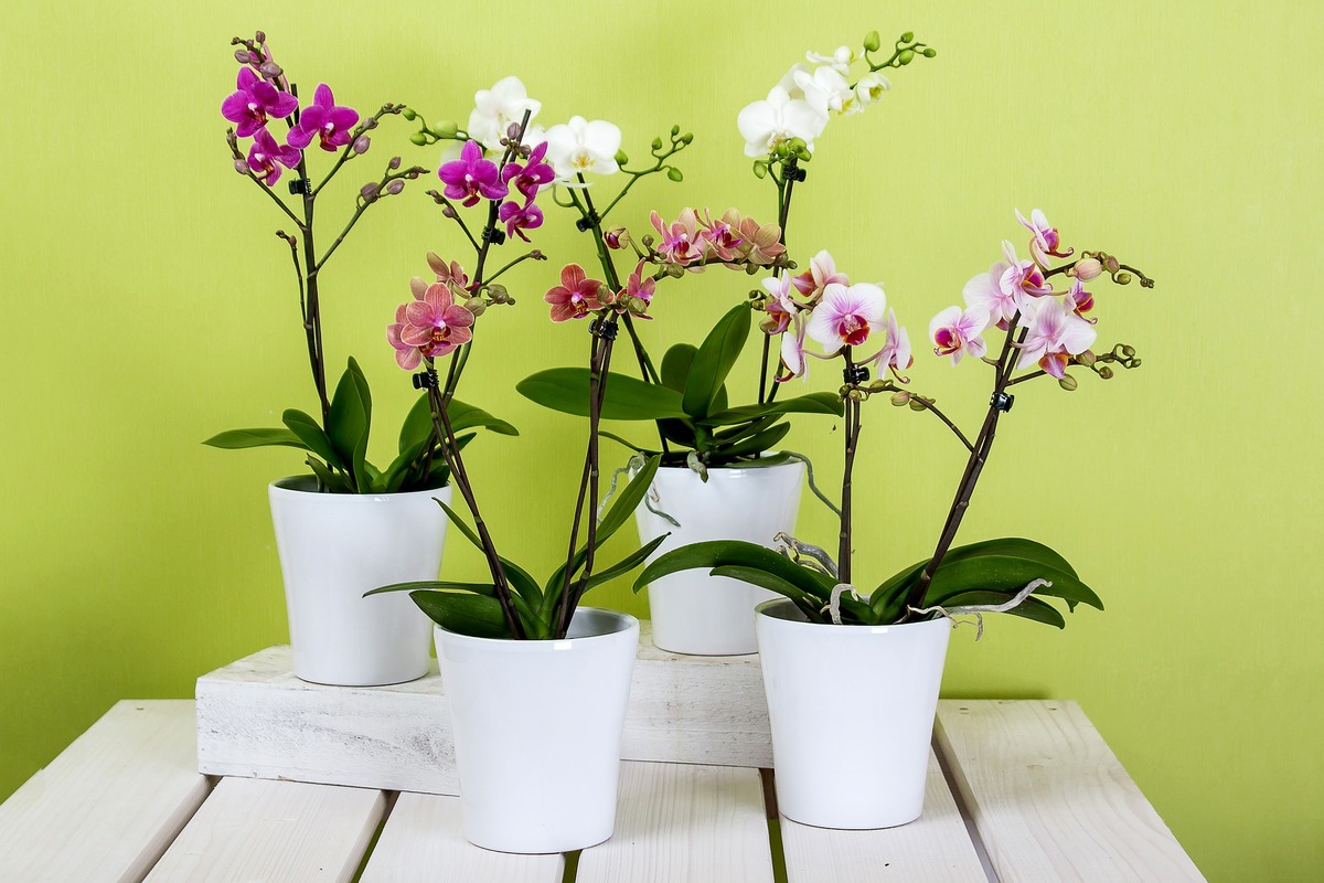 O vaso para plantar orquídea, é um dos primeiros itens a se observar para o cultivo saudável da flor; saiba escolhê-lo (Reprodução: Pixabay)