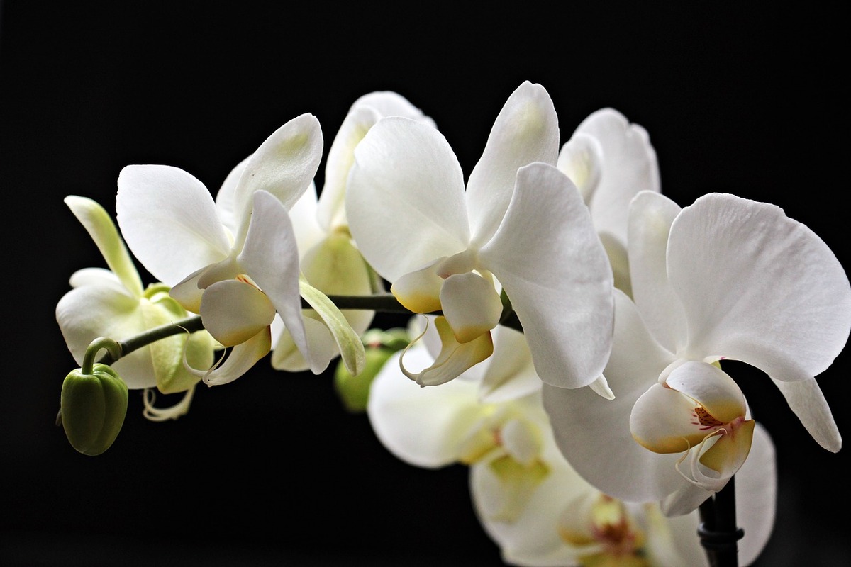 Orquídea - Reprodução: Pixabay