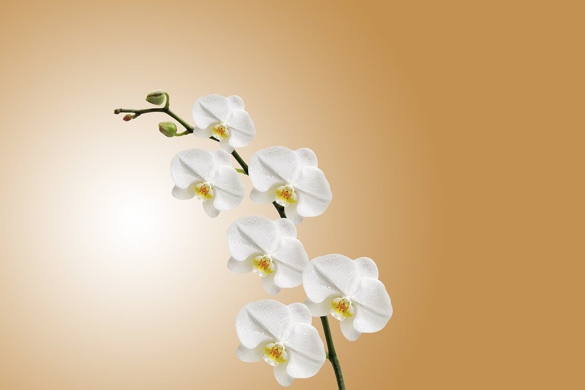 Orquídea - Reprodução: Pixabay