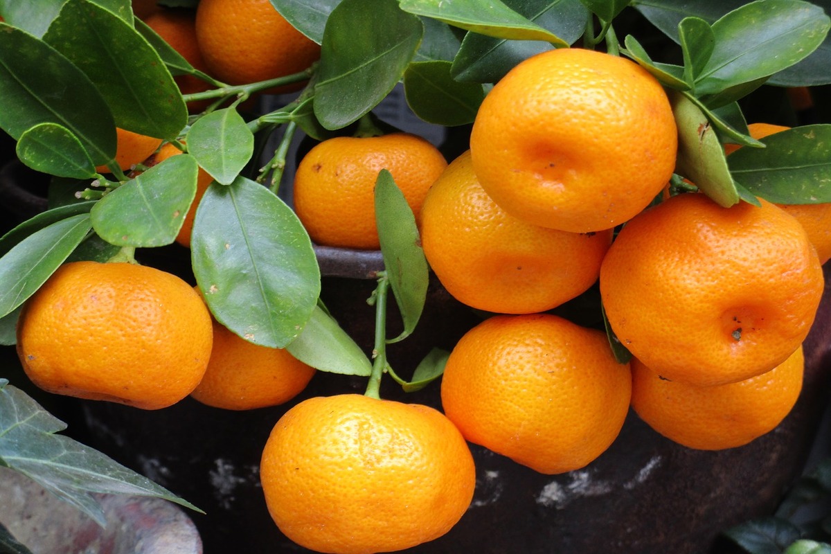 Pé de tangerina ponkan - Reprodução: Pixabay