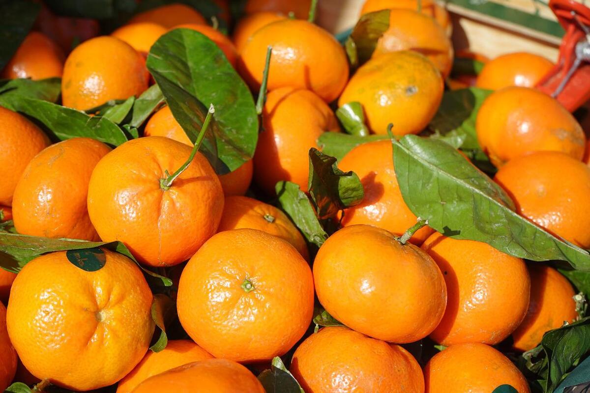 Pé de tangerina ponkan - Reprodução: Pixabay