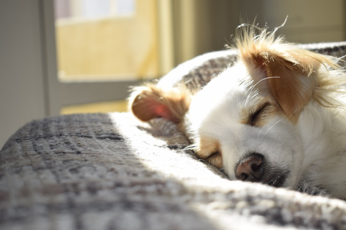 Dicas para manter seu cachorro aquecido nos dias frios; veja e proteja seu melhor amigo - Foto: Pexels
