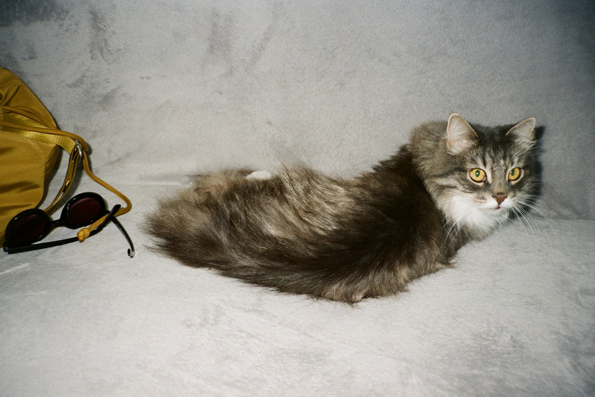 Como tirar pelos de gato do sofá: confira essas dicas que realmente irão facilitar a sua vida - Foto: Pexels