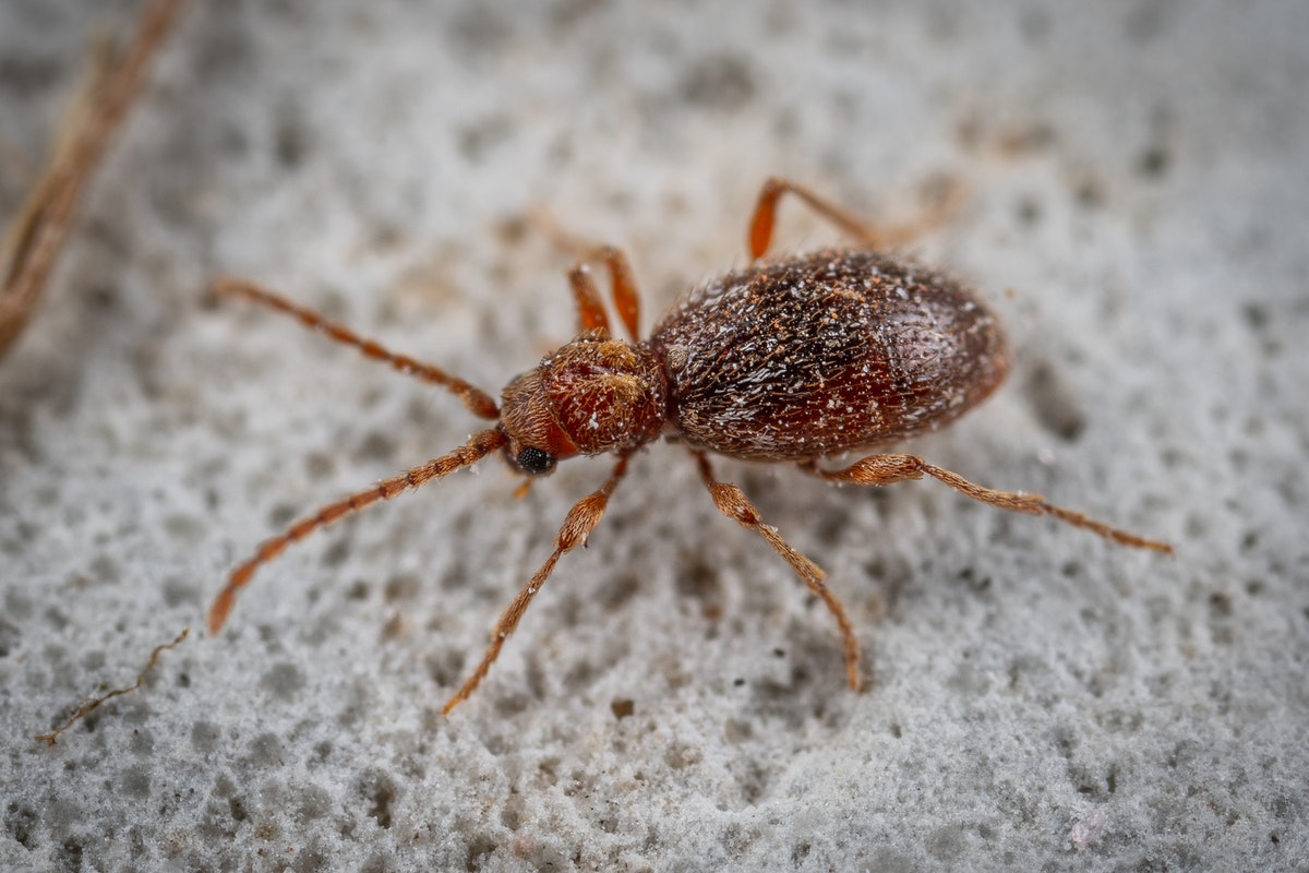 Dicas para acabar com as formigas na cozinha e saiba como evitar que elas retornem - Foto: Pexels