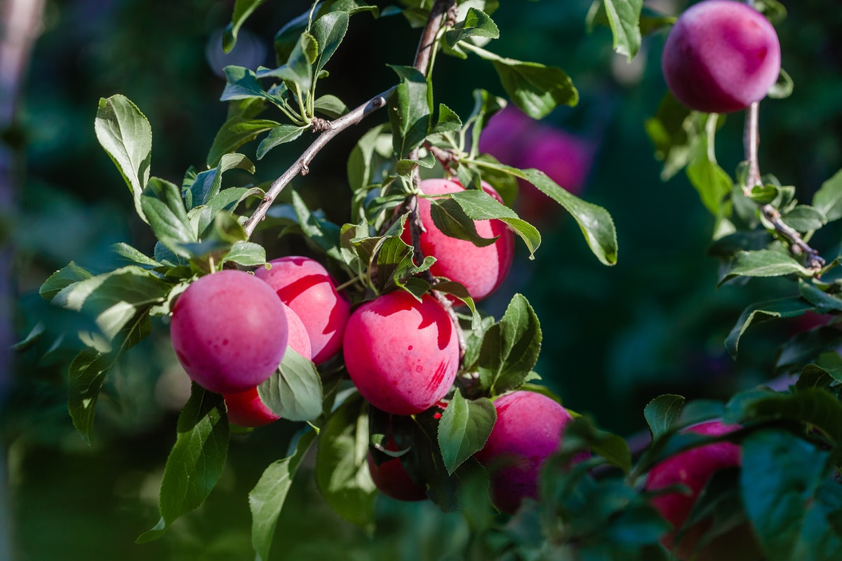 Camu-camu: Veja os benefícios de uma das frutas mais rica em vitamina C