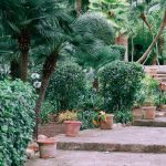 Como fazer um jardim tropical: confira essas dicas que mudarão o ar do quintal da sua casa (Imagem: Pexels)