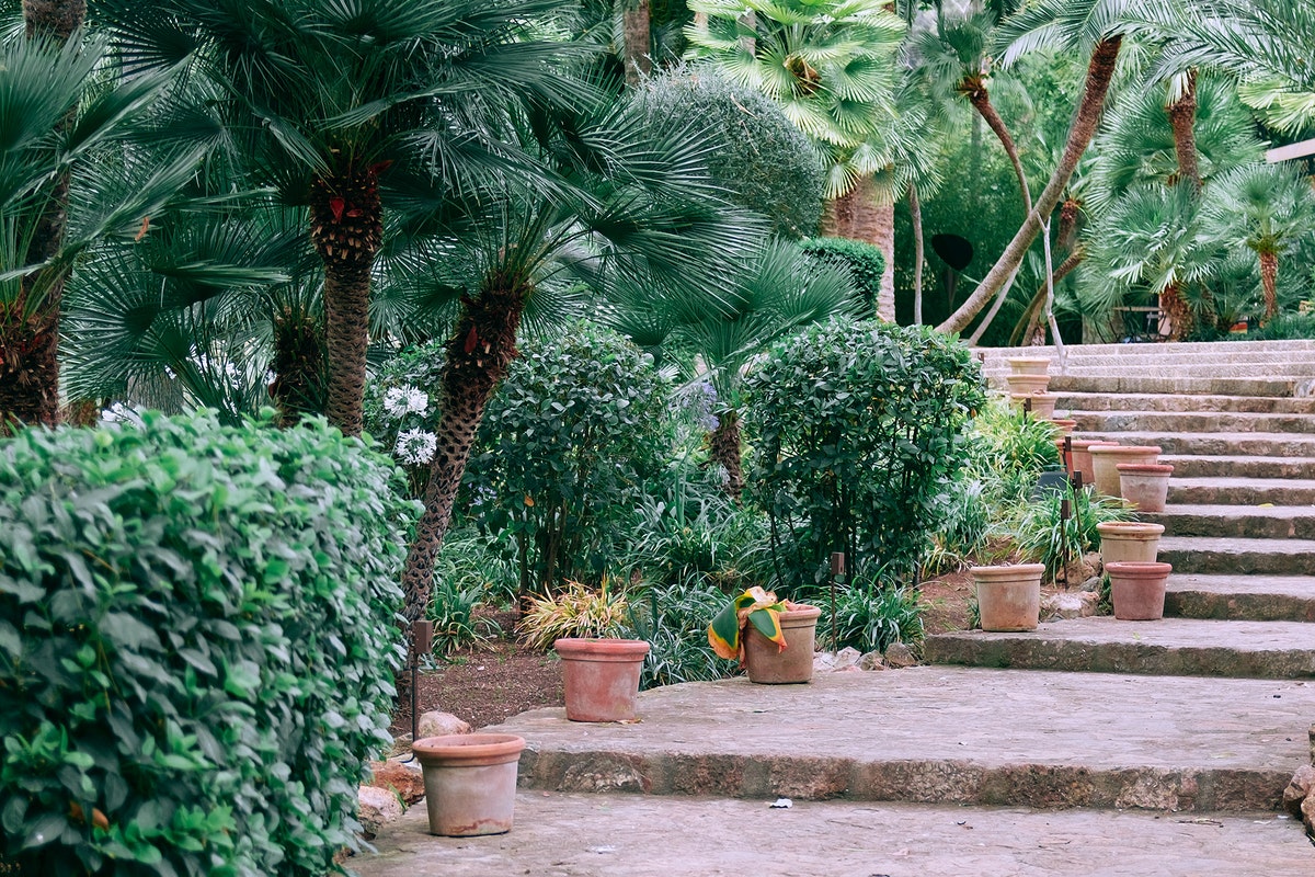 Como fazer um jardim tropical: confira essas dicas que mudarão o ar do quintal da sua casa (Imagem: Pexels)