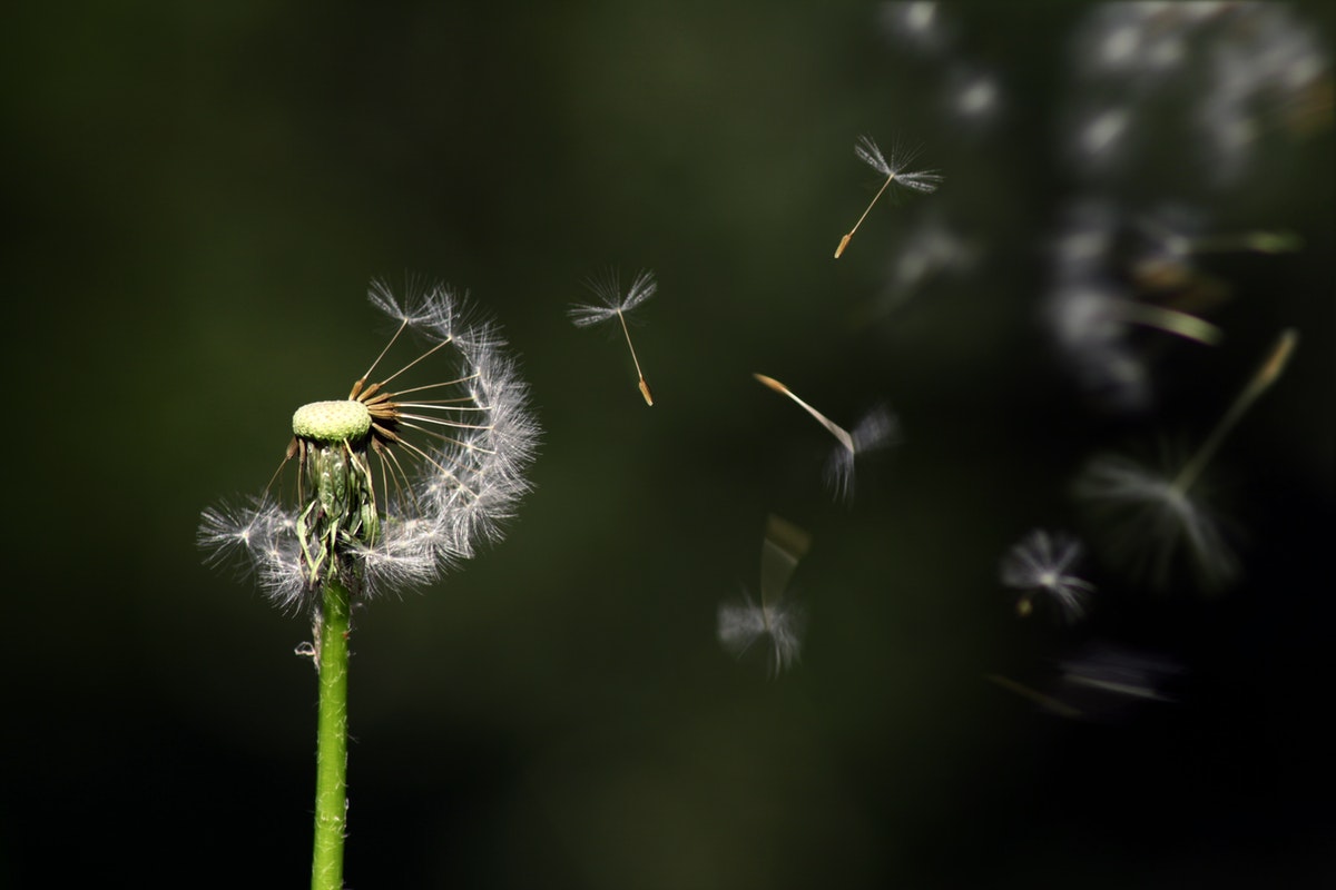 Flor-dente-de-leão: tenha a delicadeza dessa flor em seu quintal - Foto: Pexels