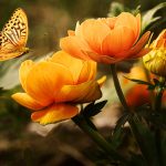 Como atrair borboleta para o quintal: veja como colorir seu jardim fazendo-as se sentir em casa