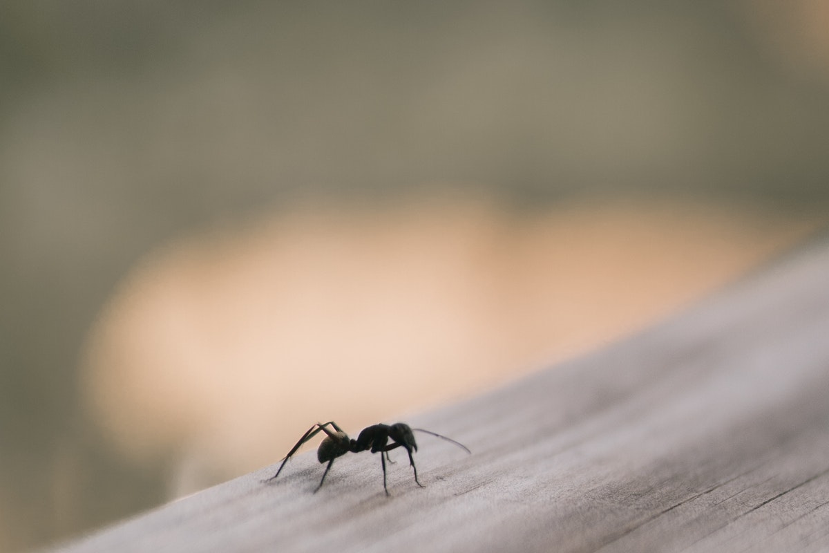 Dicas para acabar com as formigas na cozinha e saiba como evitar que elas retornem - Foto: Pexels