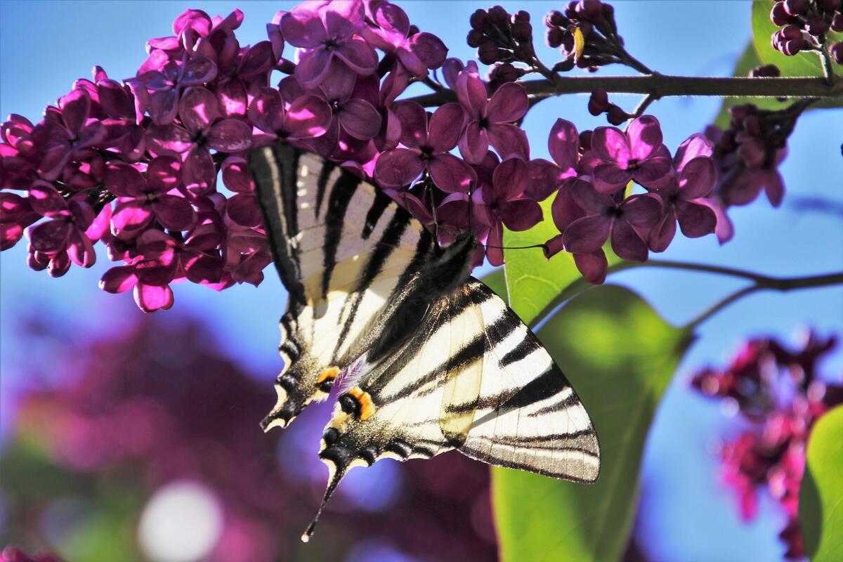 Arbusto-borboleta, uma bela opção para decorar aquele espaço vazio do quintal