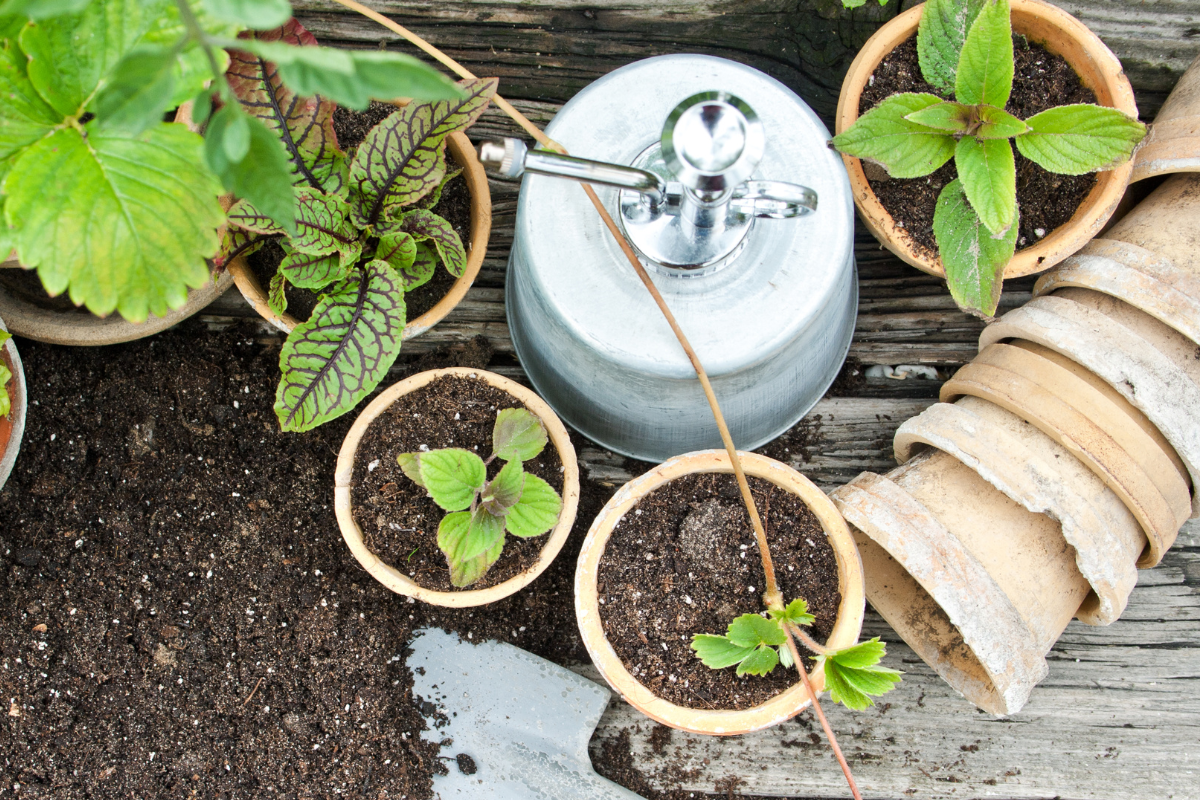 Saiba como escolher o vaso ideal para cada planta; valorize o ambiente e a espécie plantada com a opção correta