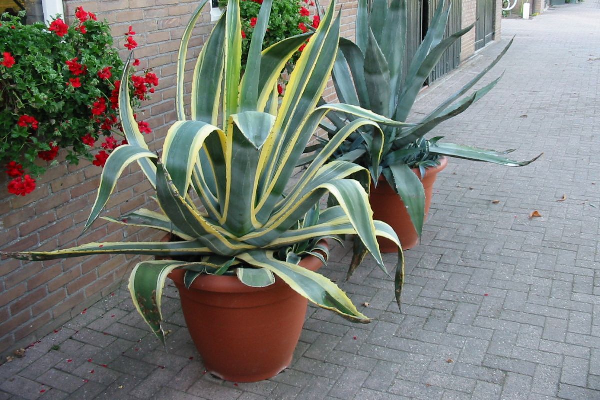 4 plantas que é recomendado cultivar em vaso grande! Nunca coloque essas plantas em vaso pequeno - Fonte: Canva