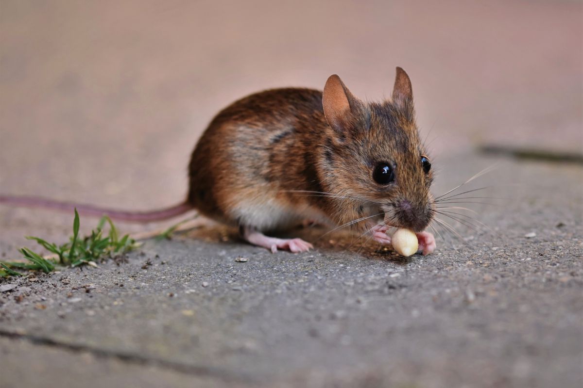 Como fazer um apanhador de ratos com feijão?  Dica incrível que aprendi no site!  - Fonte: Canva