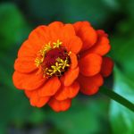 As formas e a delicadeza da flor zinnia no jardim encantam a todos; saiba como plantar e cuidar (Reprodução: Pixabay)