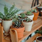 ideias de prateleiras para plantas-Foto Canva Pro