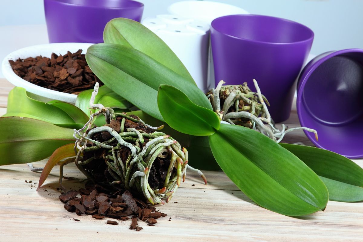 como mudar uma orquídea de vaso-Foto Canva Pro