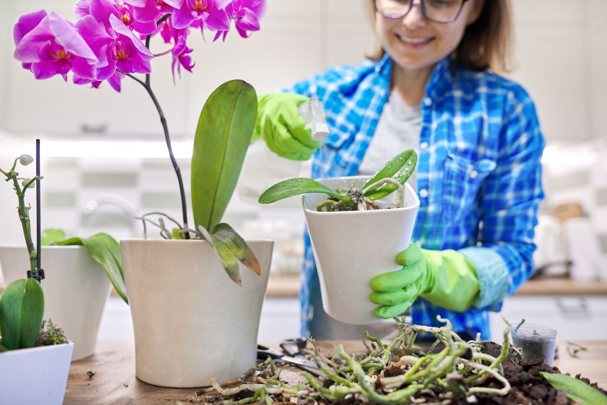 como mudar uma orquídea de vaso-Foto Canva Pro