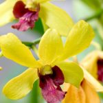 orquídea amarela-Foto Canva Pro
