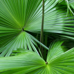 palmeira ráfis-Foto Canva Pro